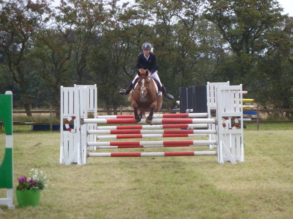 Dansk Varmblod Pennsylvania - løgstrup 2012 lb** billede 15