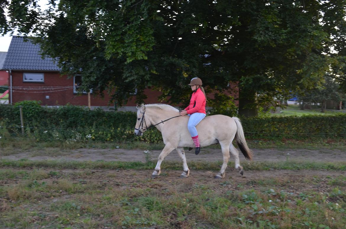 Fjordhest Mulle carlsminde (Multo) billede 6