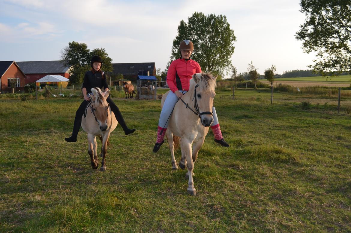 Fjordhest Mulle carlsminde (Multo) billede 16