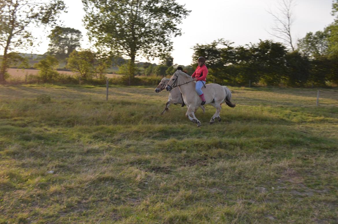 Fjordhest Mulle carlsminde (Multo) billede 17