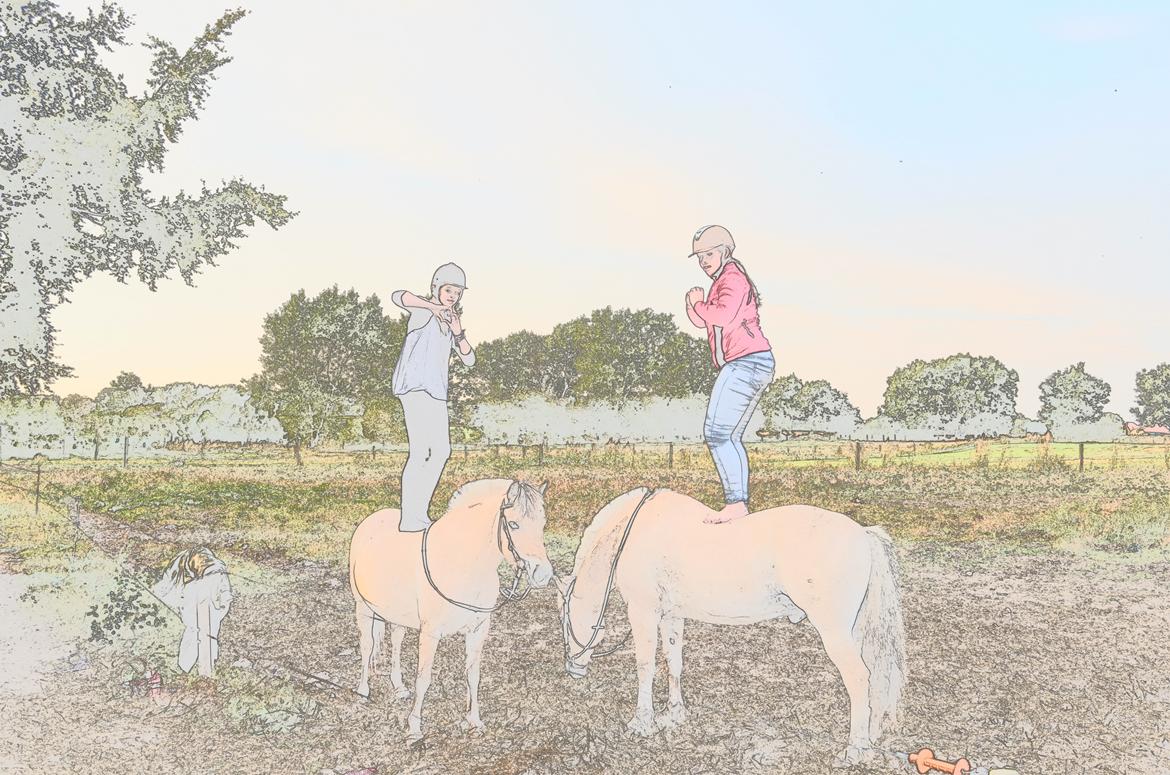 Fjordhest Mulle carlsminde (Multo) billede 18