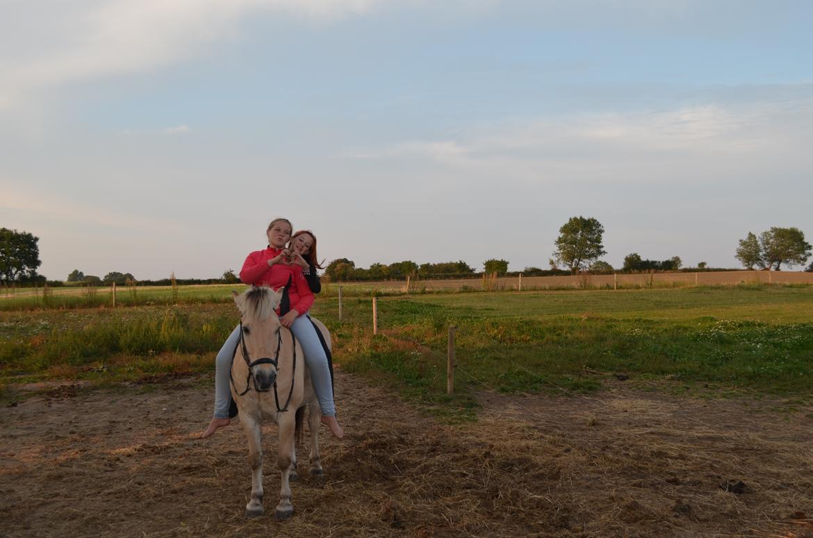 Fjordhest Mulle carlsminde (Multo) billede 19