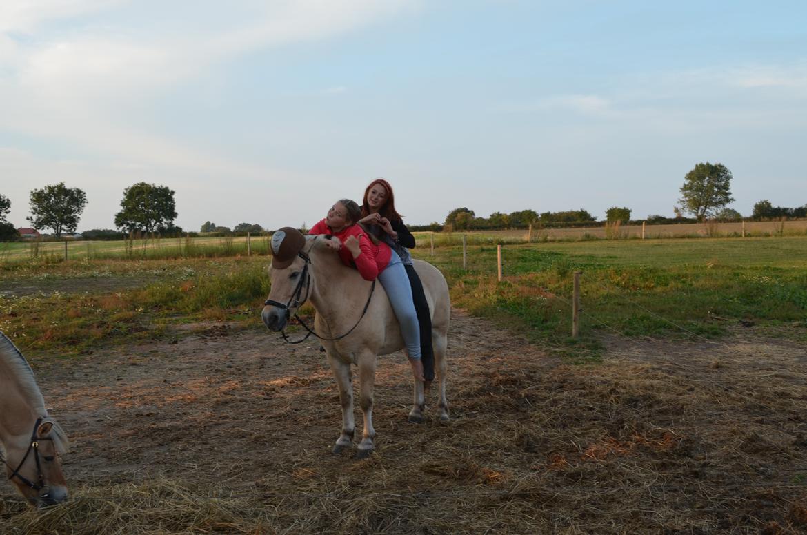 Fjordhest Mulle carlsminde (Multo) billede 20