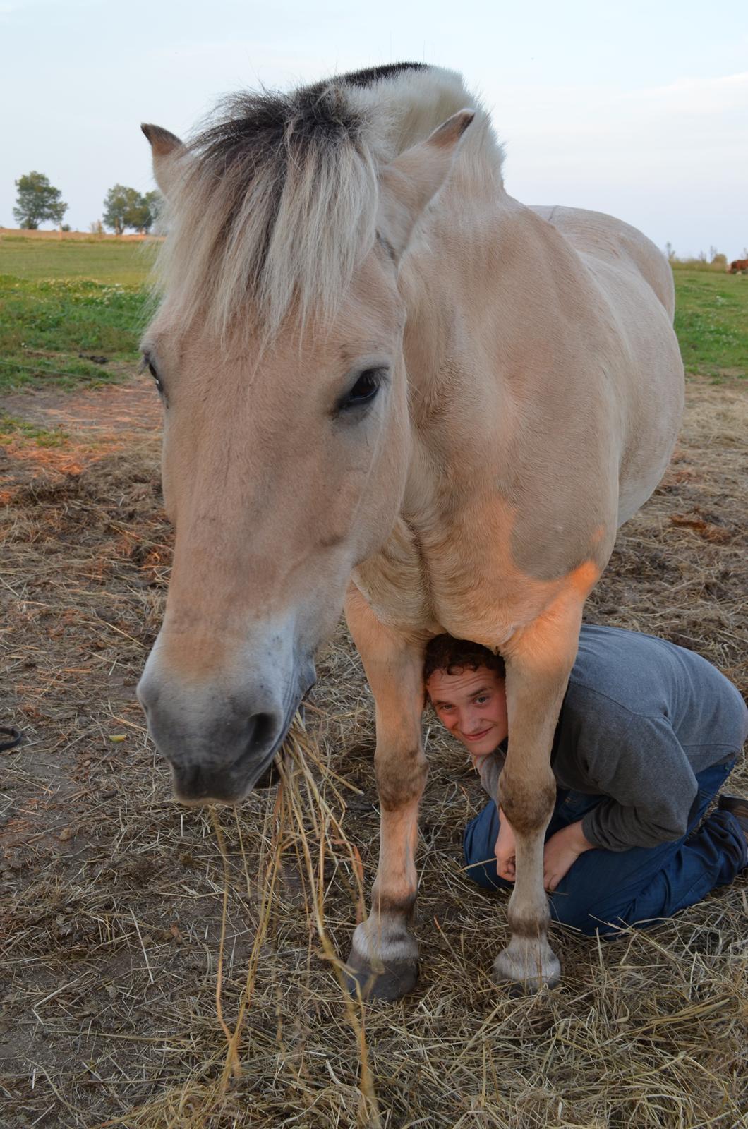 Fjordhest Mulle carlsminde (Multo) billede 8