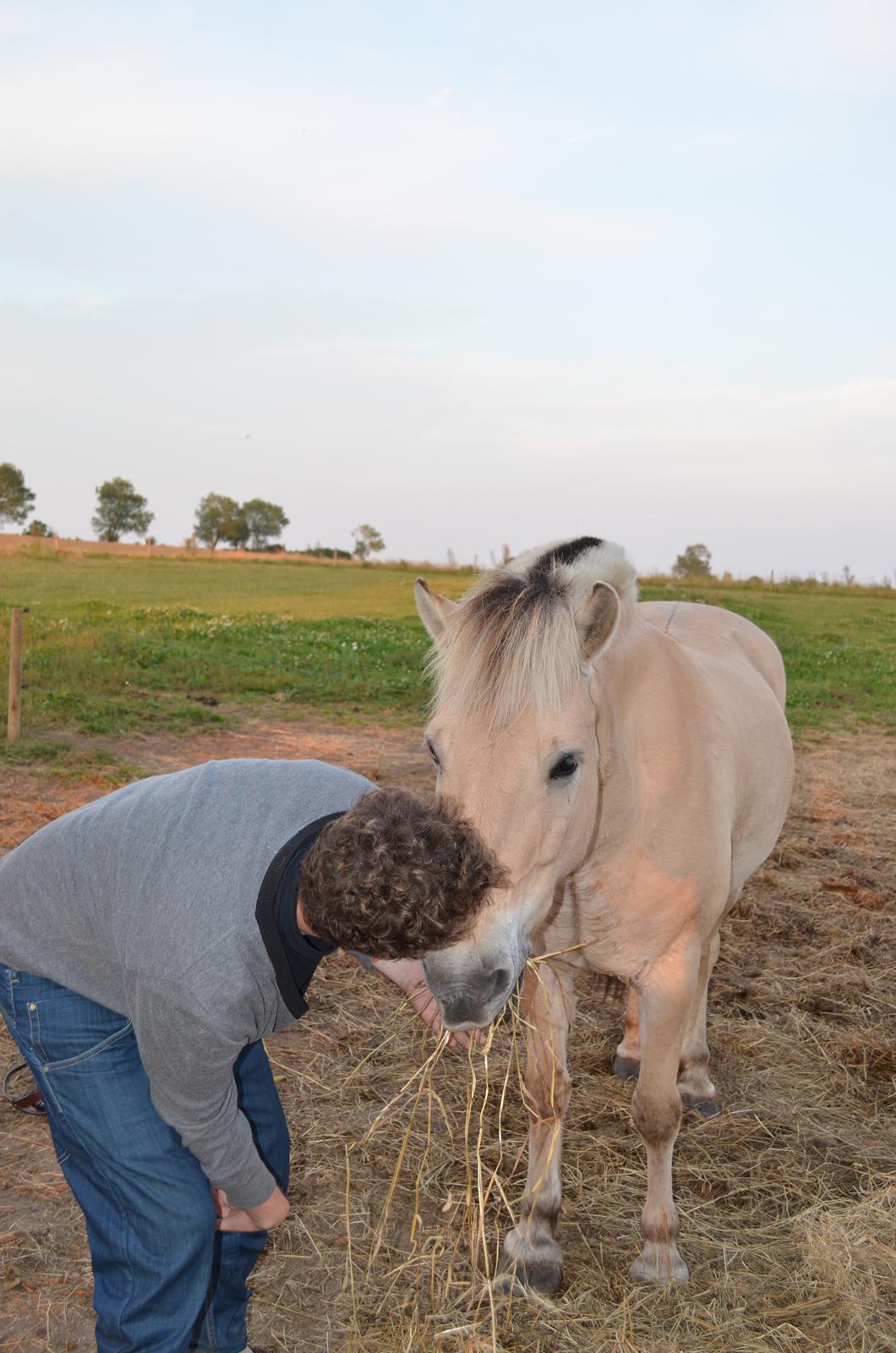 Fjordhest Mulle carlsminde (Multo) billede 7