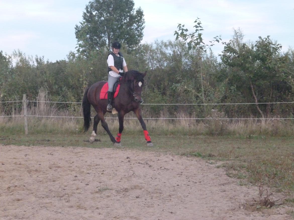 Dansk Varmblod Adriana billede 7