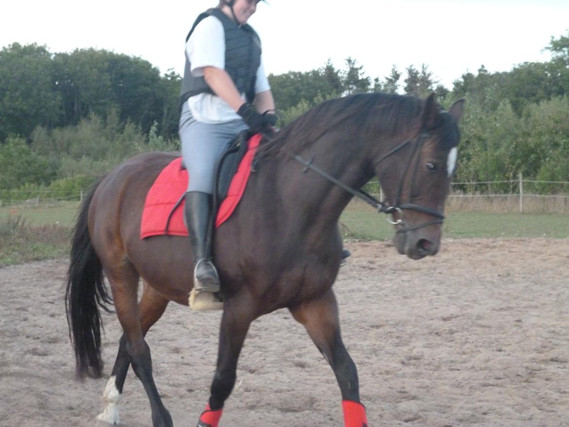 Dansk Varmblod Adriana billede 9