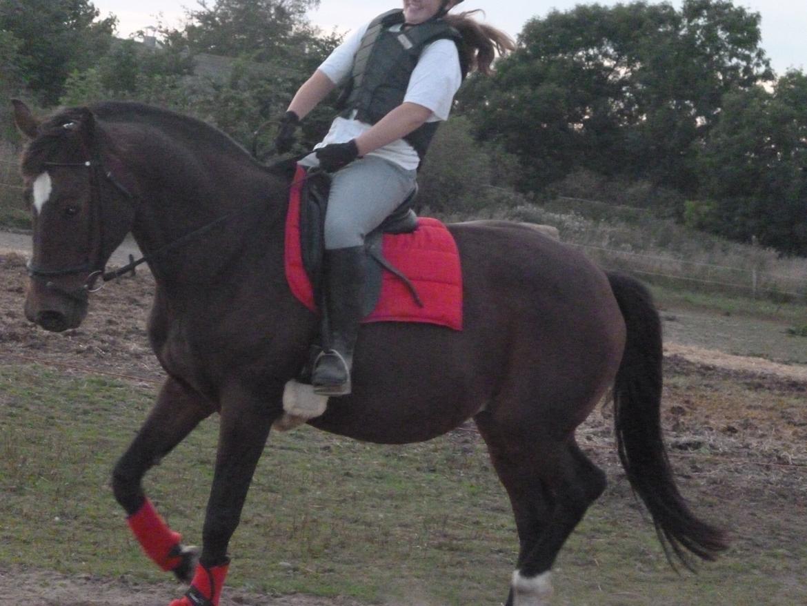 Dansk Varmblod Adriana billede 10