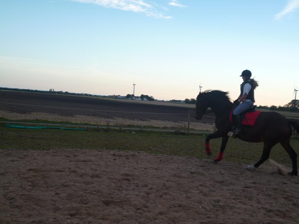 Dansk Varmblod Adriana billede 11