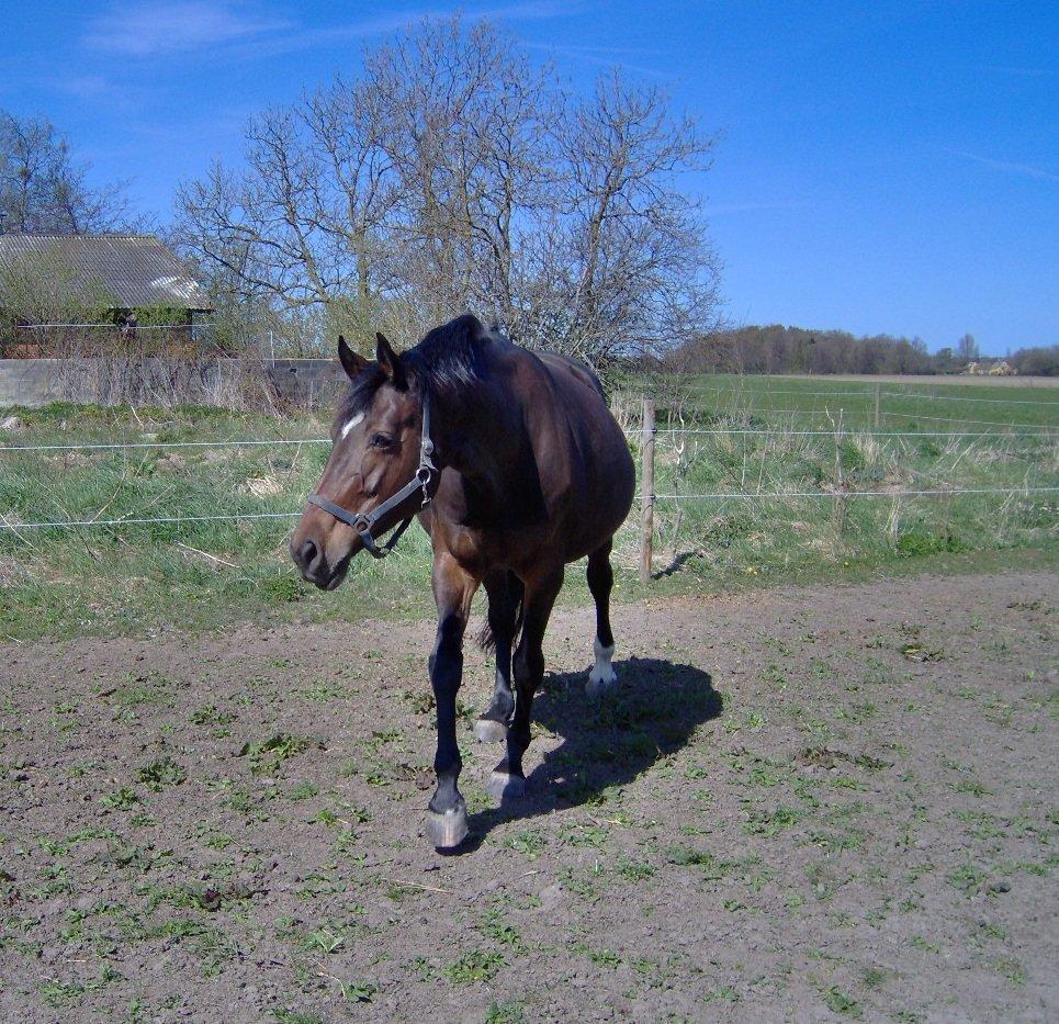 Dansk Varmblod Adriana billede 8