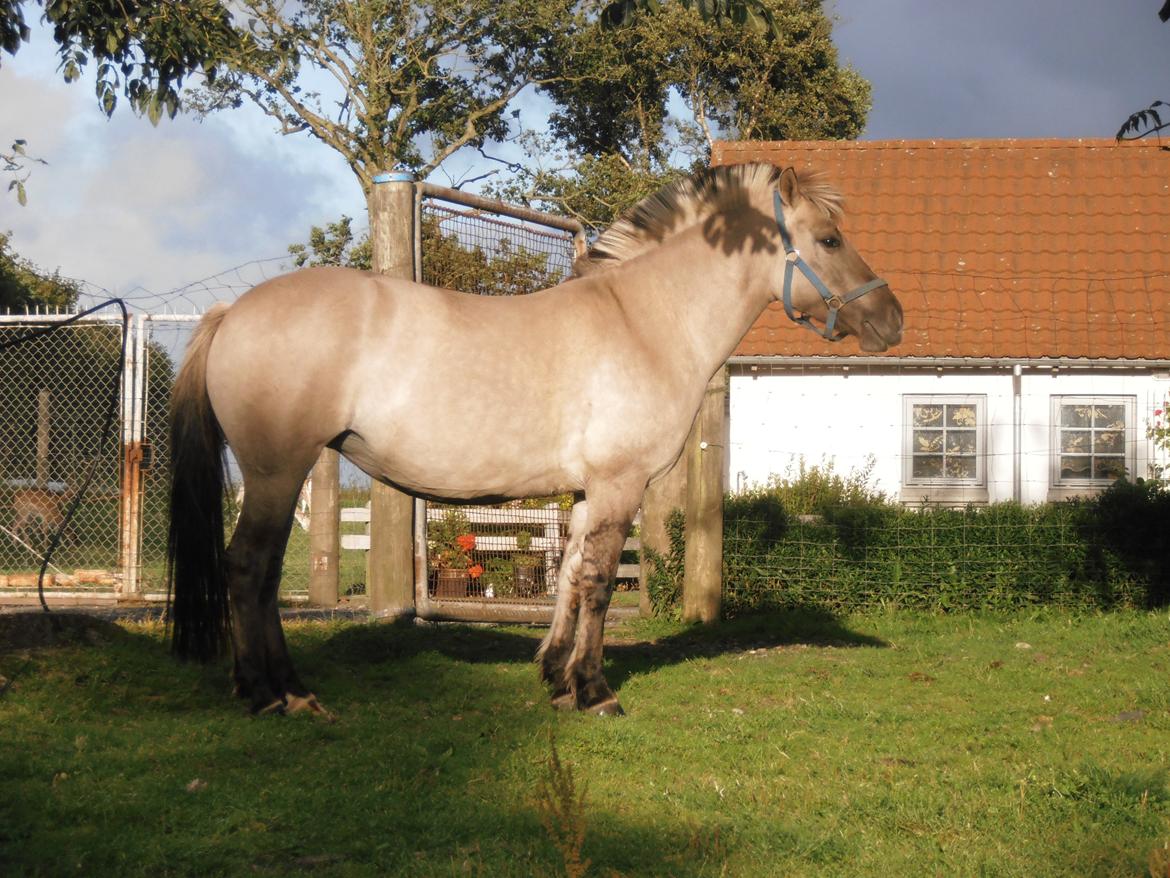 Anden særlig race Blakken - "For den sande hesteentusiast gør opdagelsen af, at denne prægtige skabning, dette halve ton knogler og muskler, i bund og grund er et vildt dyr, kun dens mystik større." billede 7