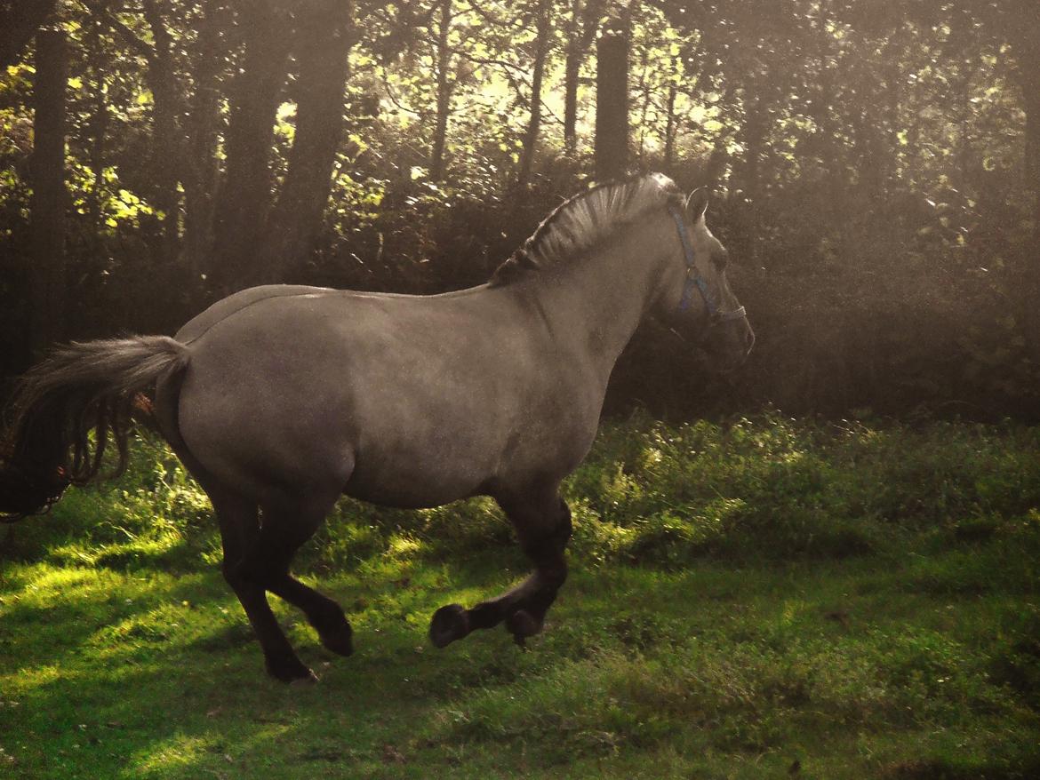 Anden særlig race Blakken - "Af hestene kan vi lære at se smukke ud mens vi flygter" billede 16