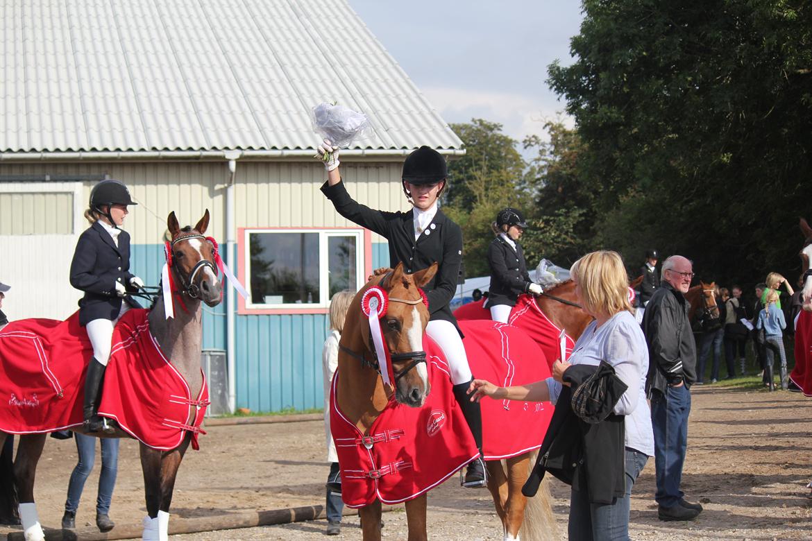 Tysk Sportspony Dominus B - A-pony - Fynsmester hold 2012 <3 billede 11