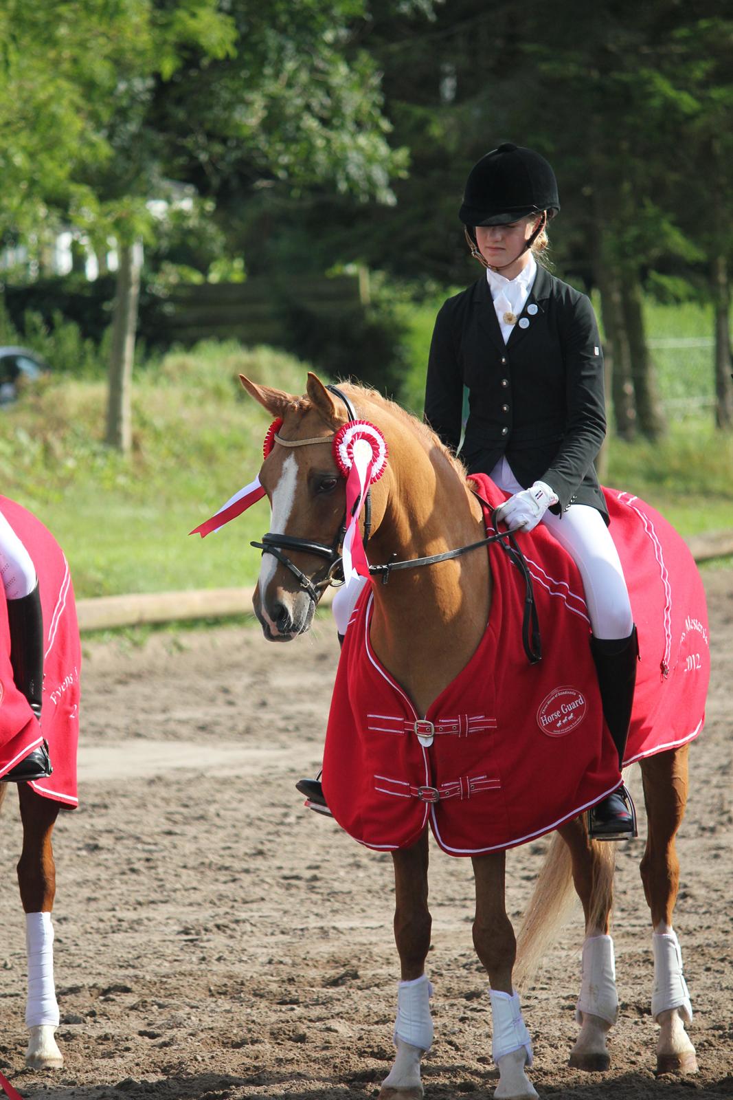 Tysk Sportspony Dominus B - A-pony - 2. bedste LA4 rytter og vinder af Fynsmesterskaberne for hold 2012 med Amalie, Karoline og Klara <3 billede 5