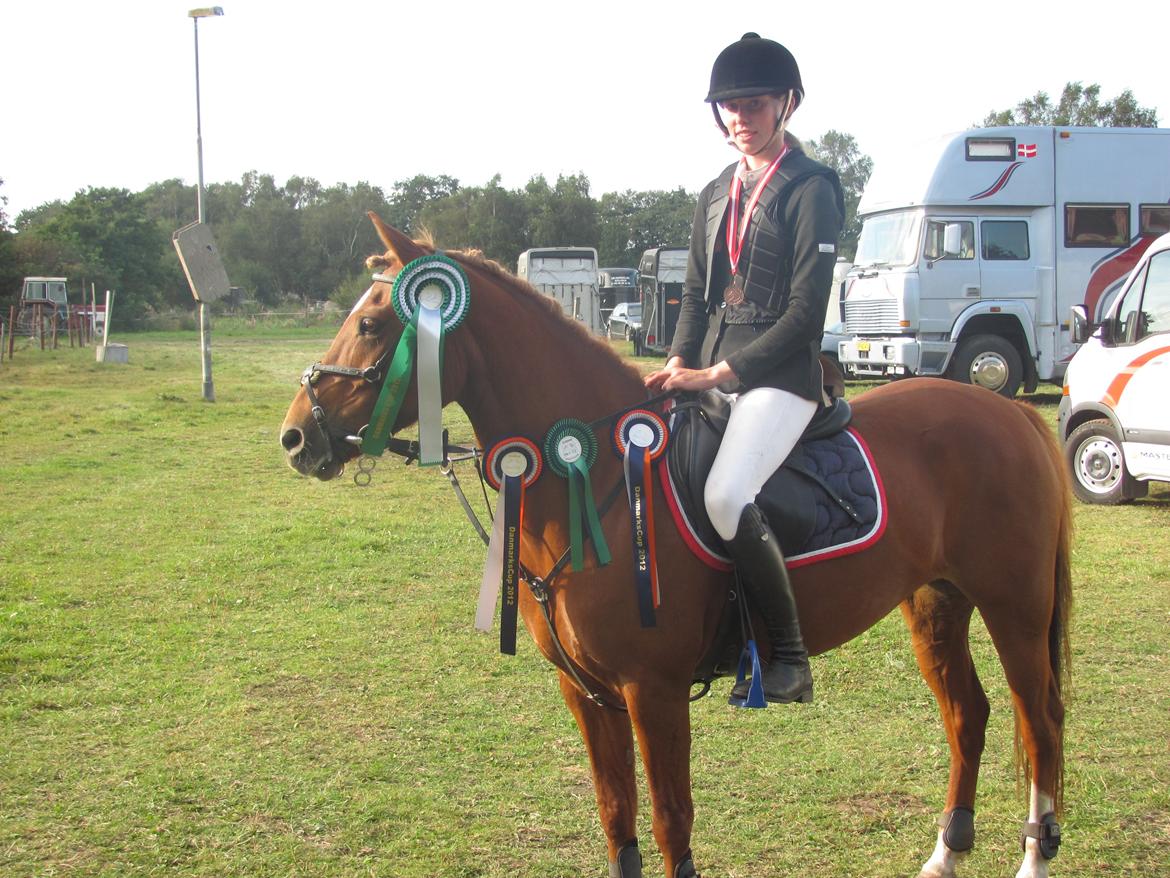 Anden særlig race Westergaard's Gabbi |B-PONY| Solgt - skatten efter Danmarks cup<3 billede 19