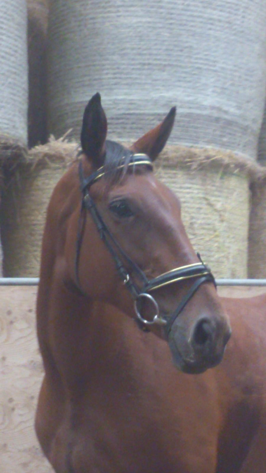 Oldenborg Okholms Caranya - Velkommen til Caranya´s profi :o) billede 3