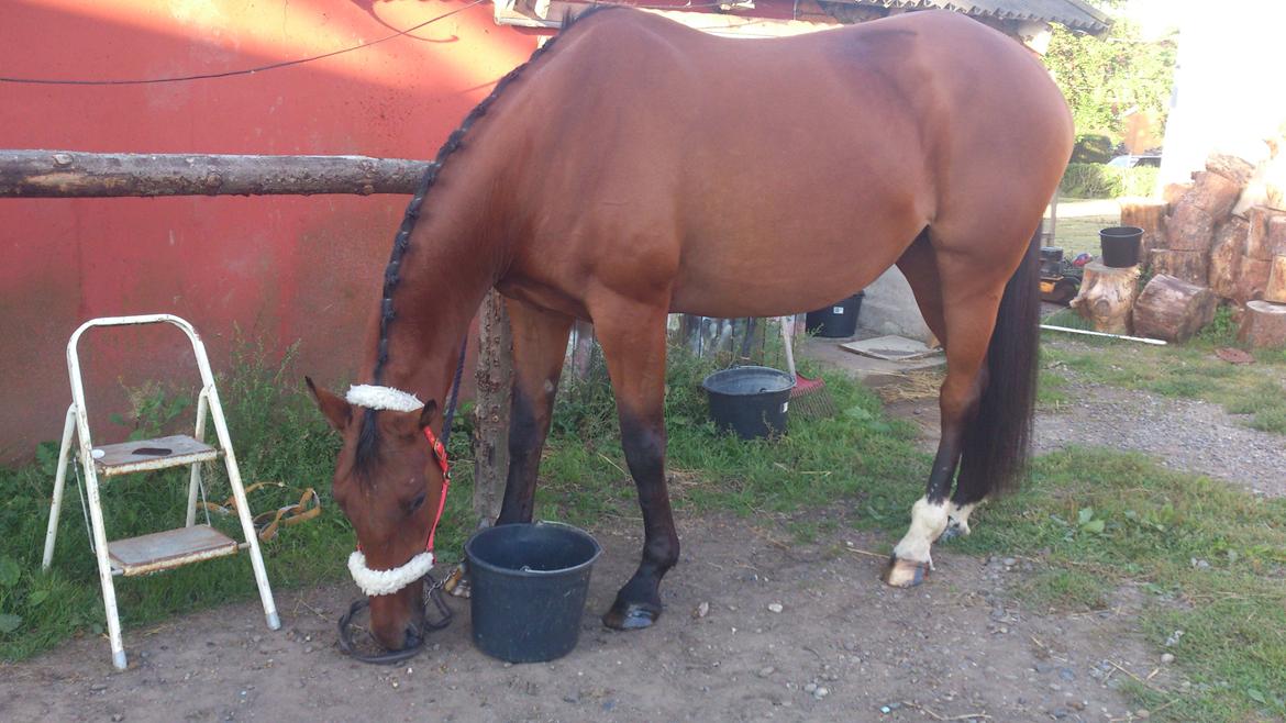 Oldenborg Okholms Caranya - Hjemme ved bindebommen... klar til at tage til stævne. billede 5