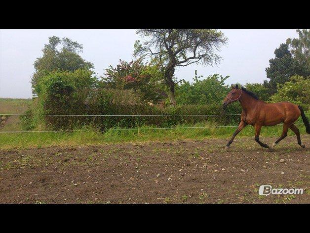 Oldenborg Okholms Caranya - Hun kan godt flytte fusserne :o) billede 12