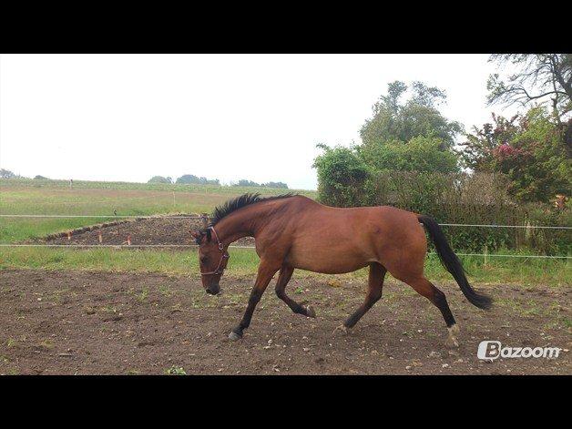 Oldenborg Okholms Caranya billede 6