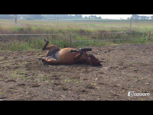 Oldenborg Okholms Caranya billede 7