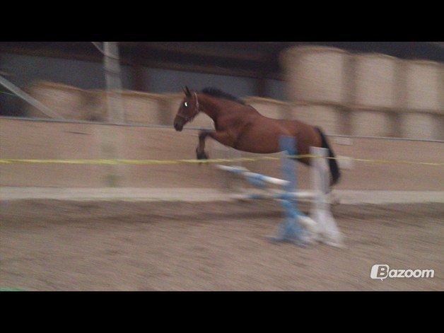 Oldenborg Okholms Caranya billede 9