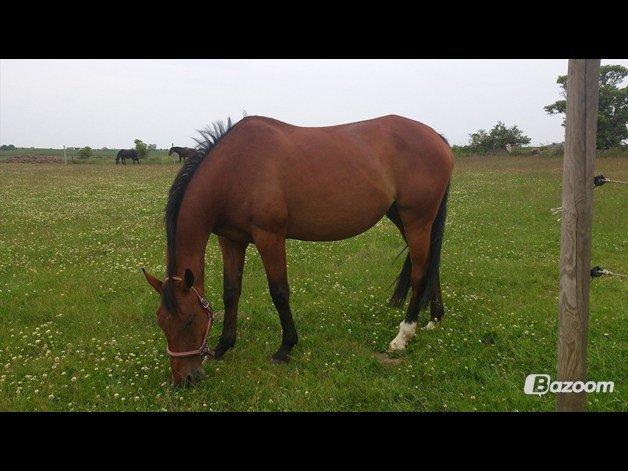 Oldenborg Okholms Caranya billede 14