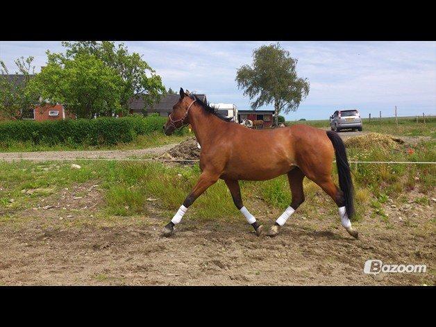 Oldenborg Okholms Caranya billede 16