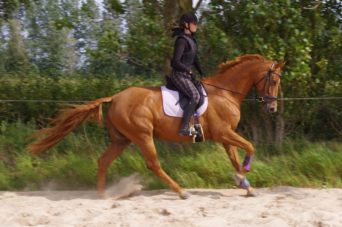 Dansk Varmblod Diana billede 20