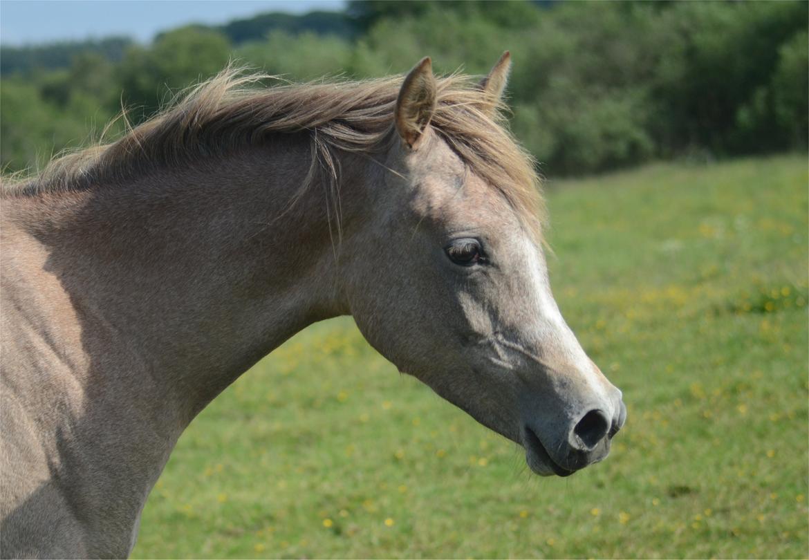 Arabisk fuldblod (OX) Frajana billede 5