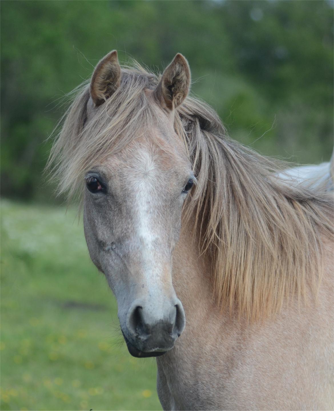 Arabisk fuldblod (OX) Frajana billede 4