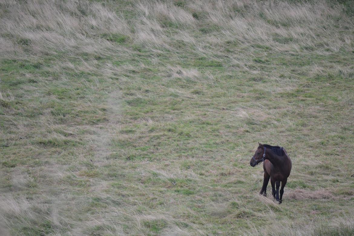 Hannoveraner Lille Per - 10. Alene i den store hvide verden... Efterår 2012 billede 9