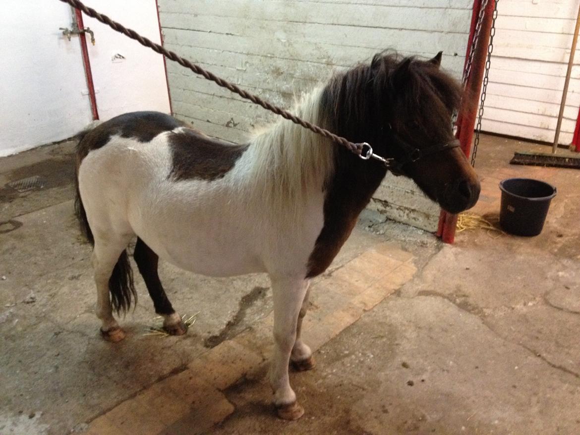 Anden særlig race Manse billede 2