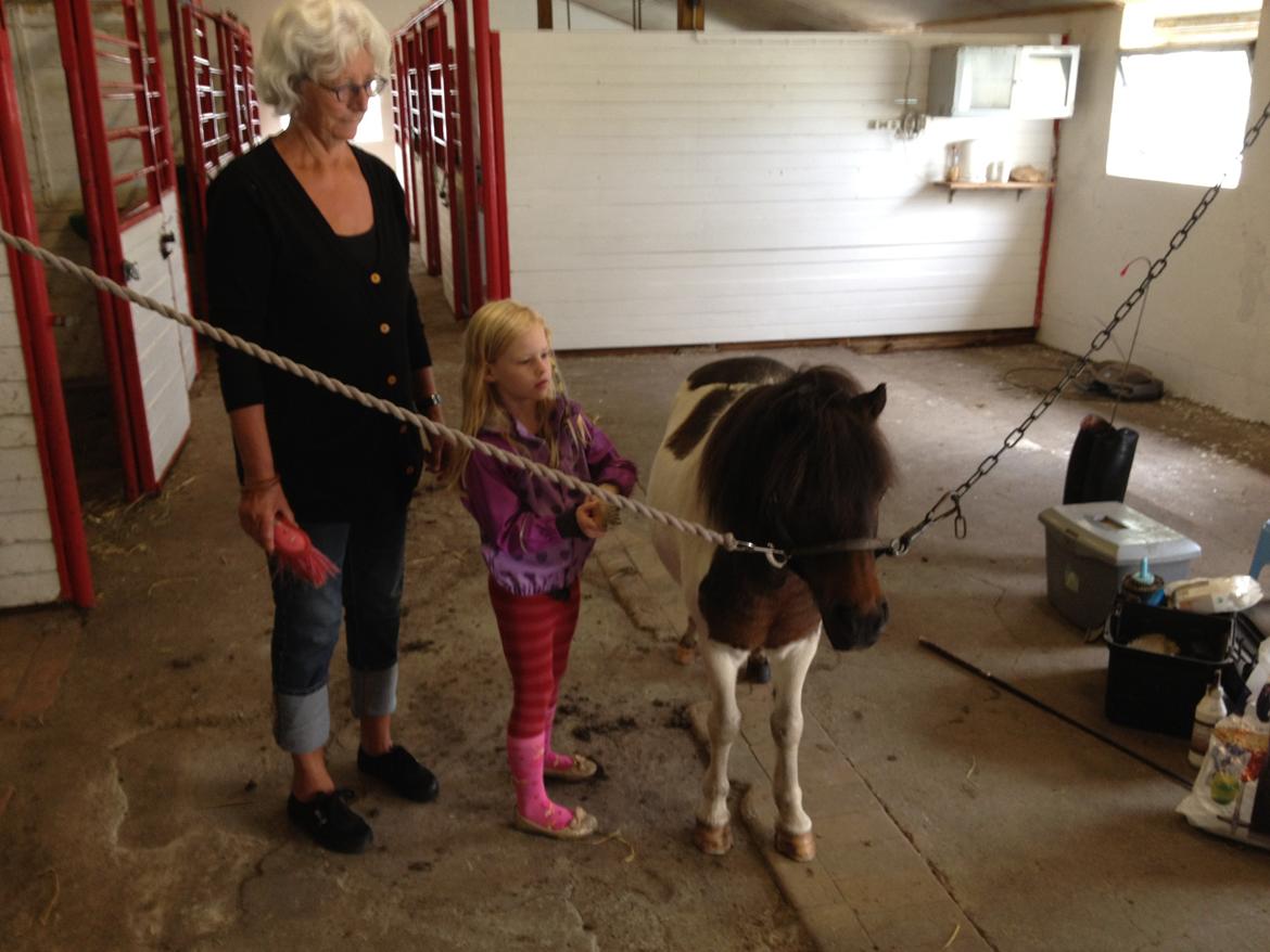 Anden særlig race Manse billede 3