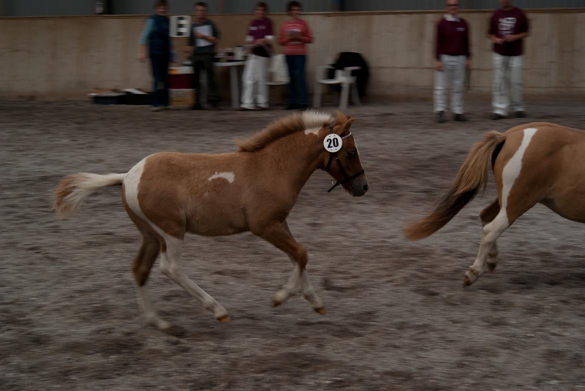 Pinto Baileys af Brovang **BROVANG** SOLGT ! - Så var Baileys til pinto kåring :D billede 18