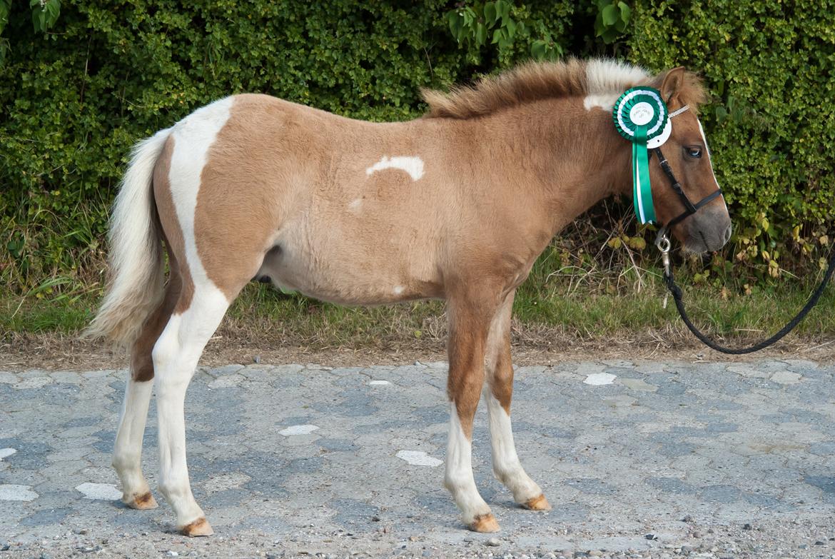 Pinto Baileys af Brovang **BROVANG** SOLGT ! - 6 i helhed, han klarede det så godt <3 billede 19