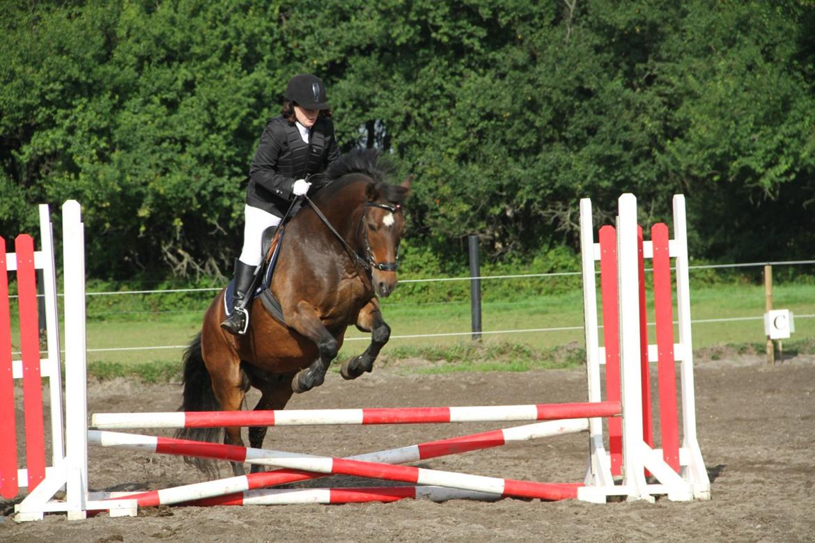 Anden særlig race Kavello - Babyjump, max 70
2. september 2012,
0 fejl
Billedet er taget af Stald OK billede 10