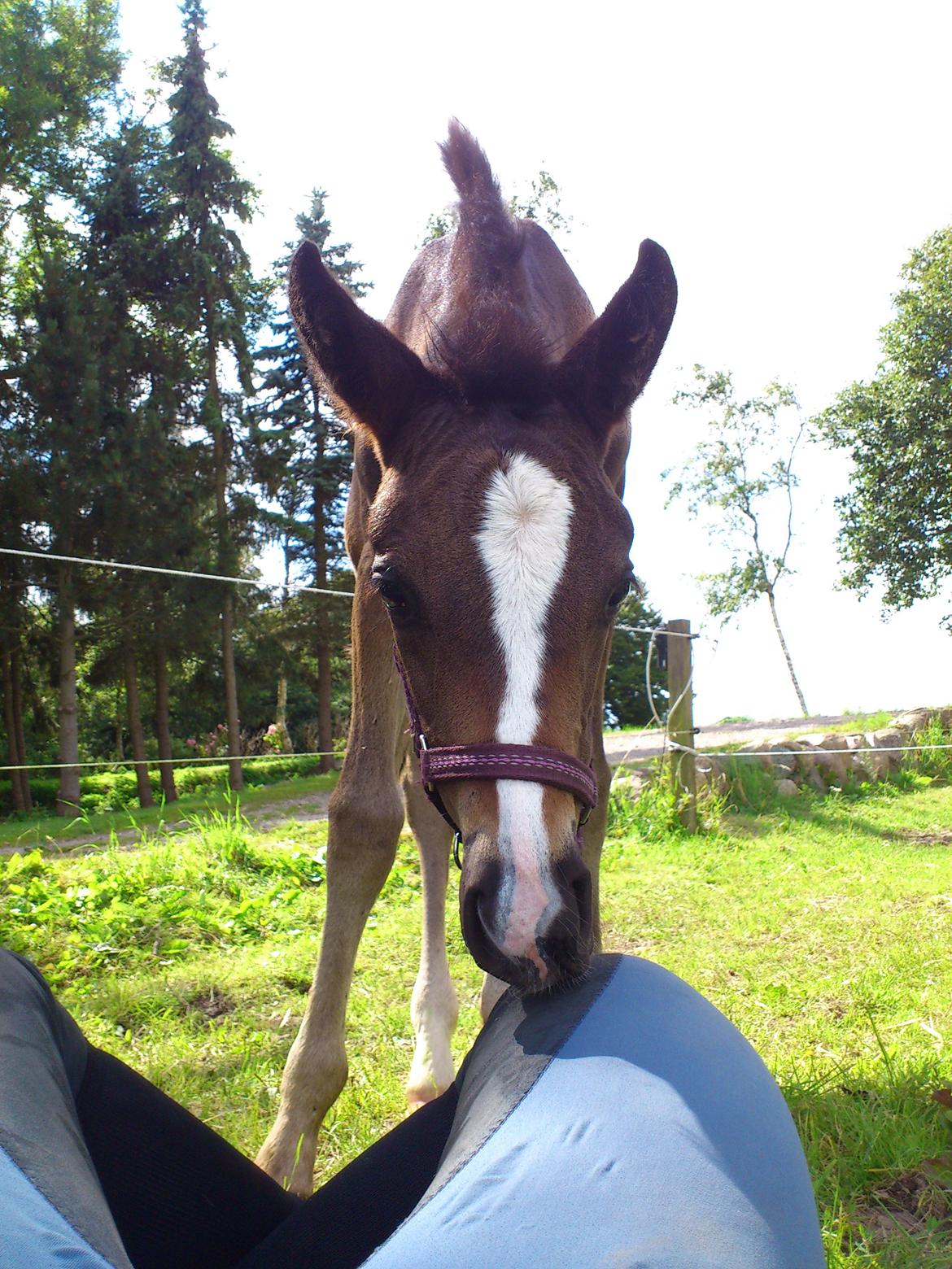 Oldenborg Daisy Pibeholm billede 15