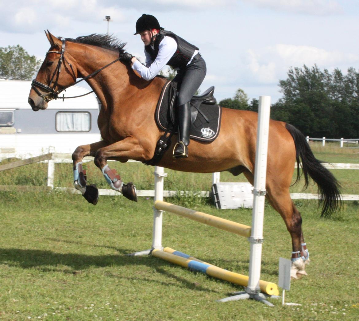 Anden særlig race Stauslykke's Contino billede 12