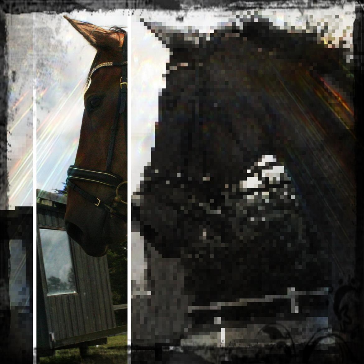 Anden særlig race Stauslykke's Contino billede 18