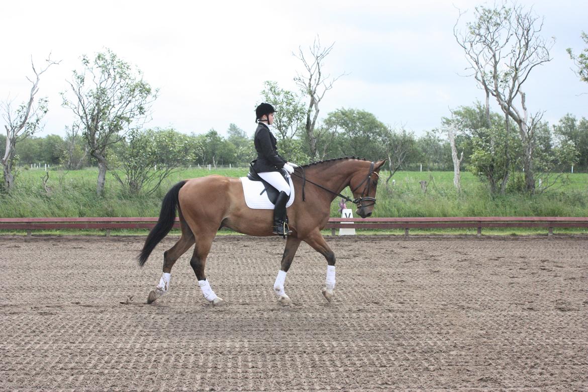 Anden særlig race Stauslykke's Contino - Stævne i BRRK, 1.plads LC3 med 62,3% billede 7