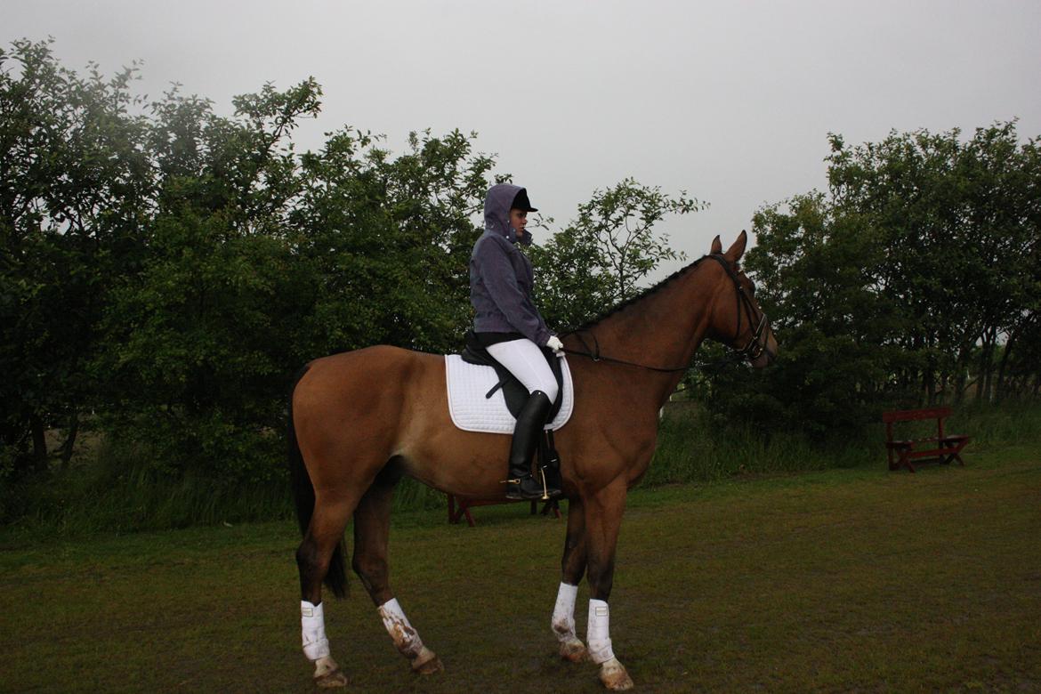 Anden særlig race Stauslykke's Contino - Venter på at en veninde har været på banen. Øsregnvejr og støtte til rideklubens medlemmer! billede 8