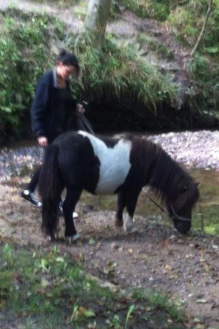 Shetlænder Vadehavets Figero *solgt* - September 2012 - En dejlig tur igennem skoven :) billede 17