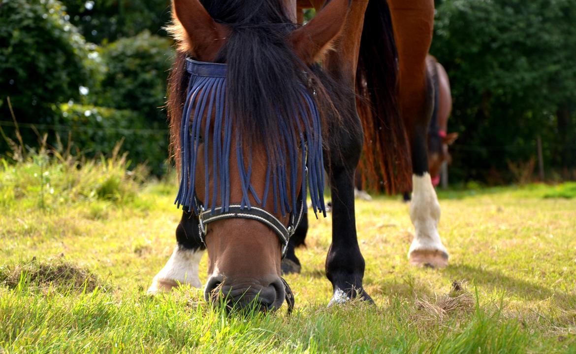 Anden særlig race TASJA - RYNKE! - 9 september 2012. <3  billede 15