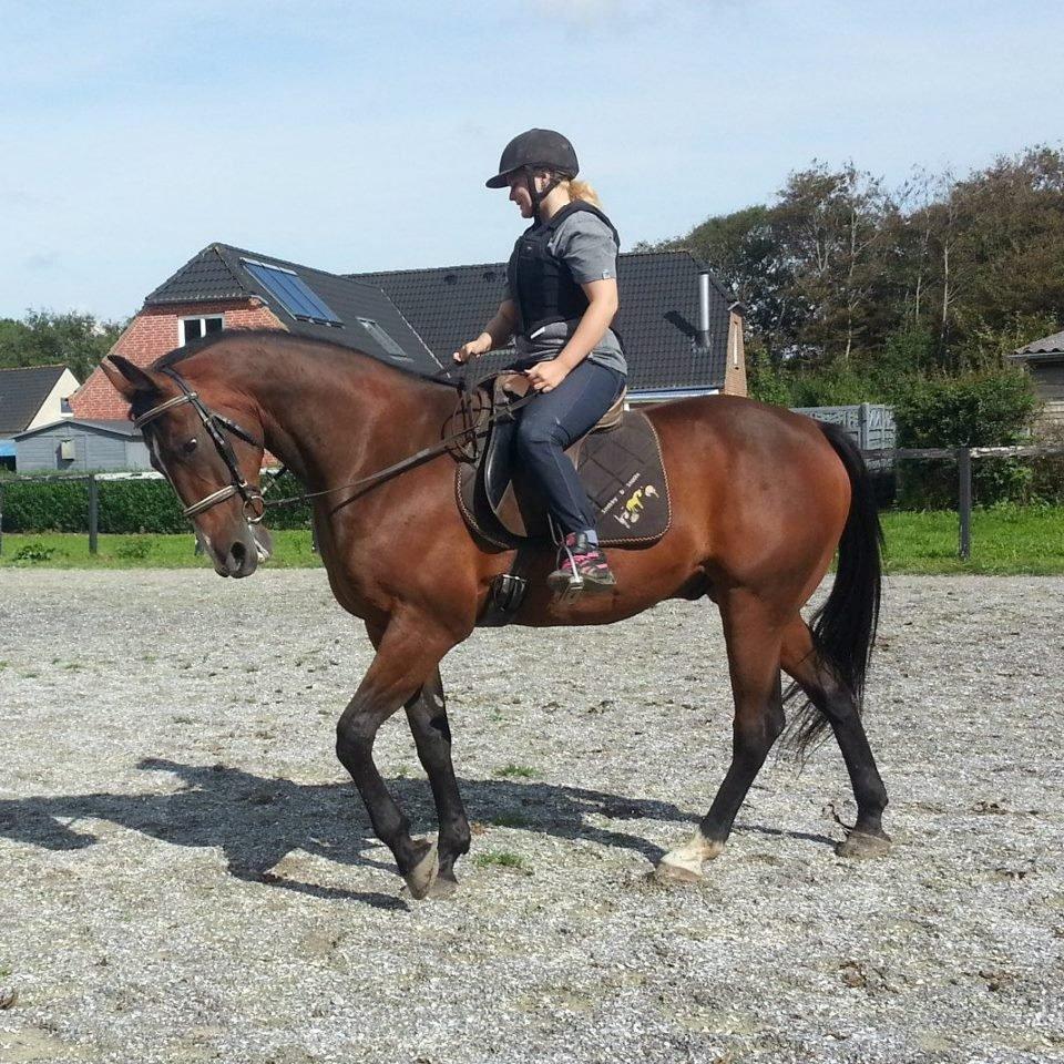 Traver Ferrari Hoff billede 5