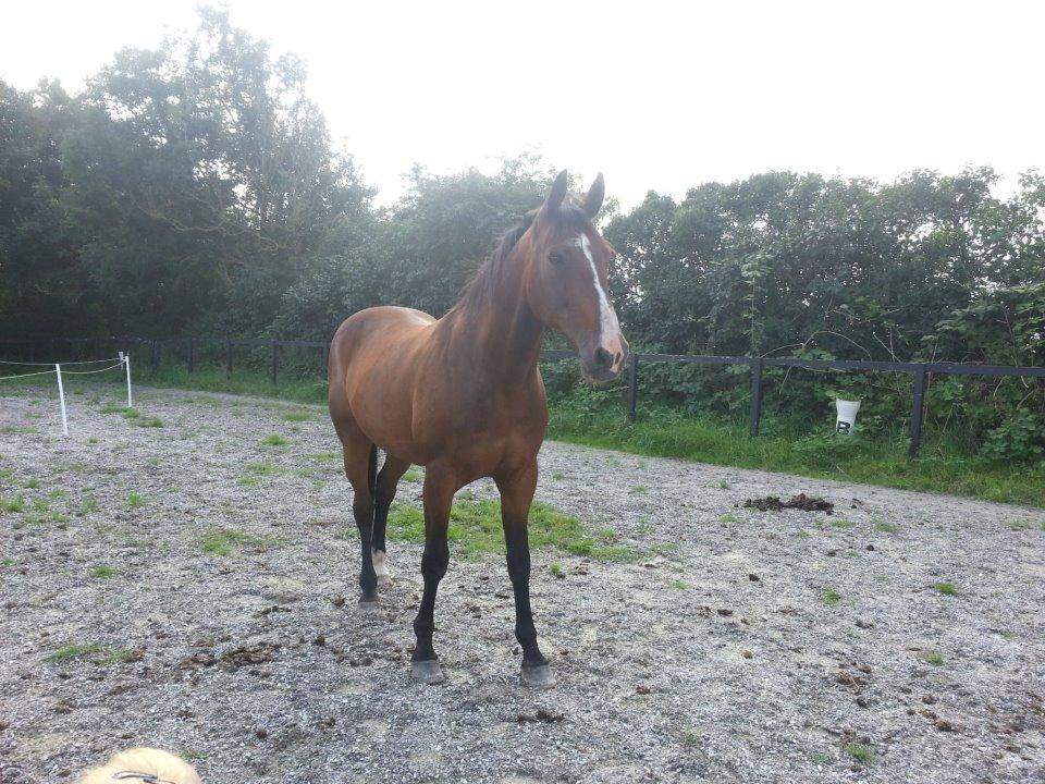 Traver Ferrari Hoff billede 7