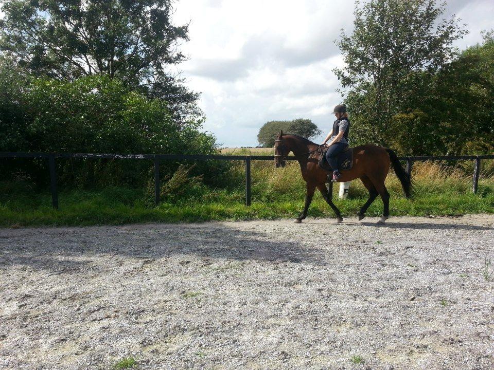 Traver Ferrari Hoff billede 8