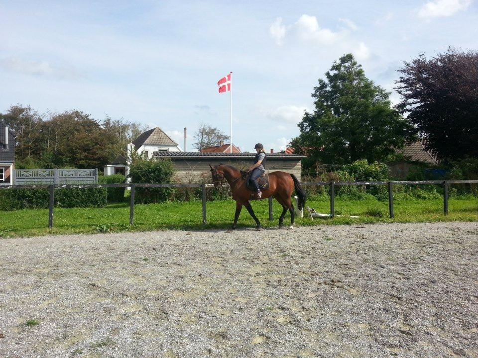 Traver Ferrari Hoff billede 9