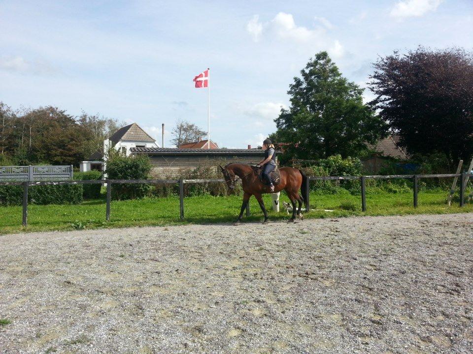 Traver Ferrari Hoff billede 10