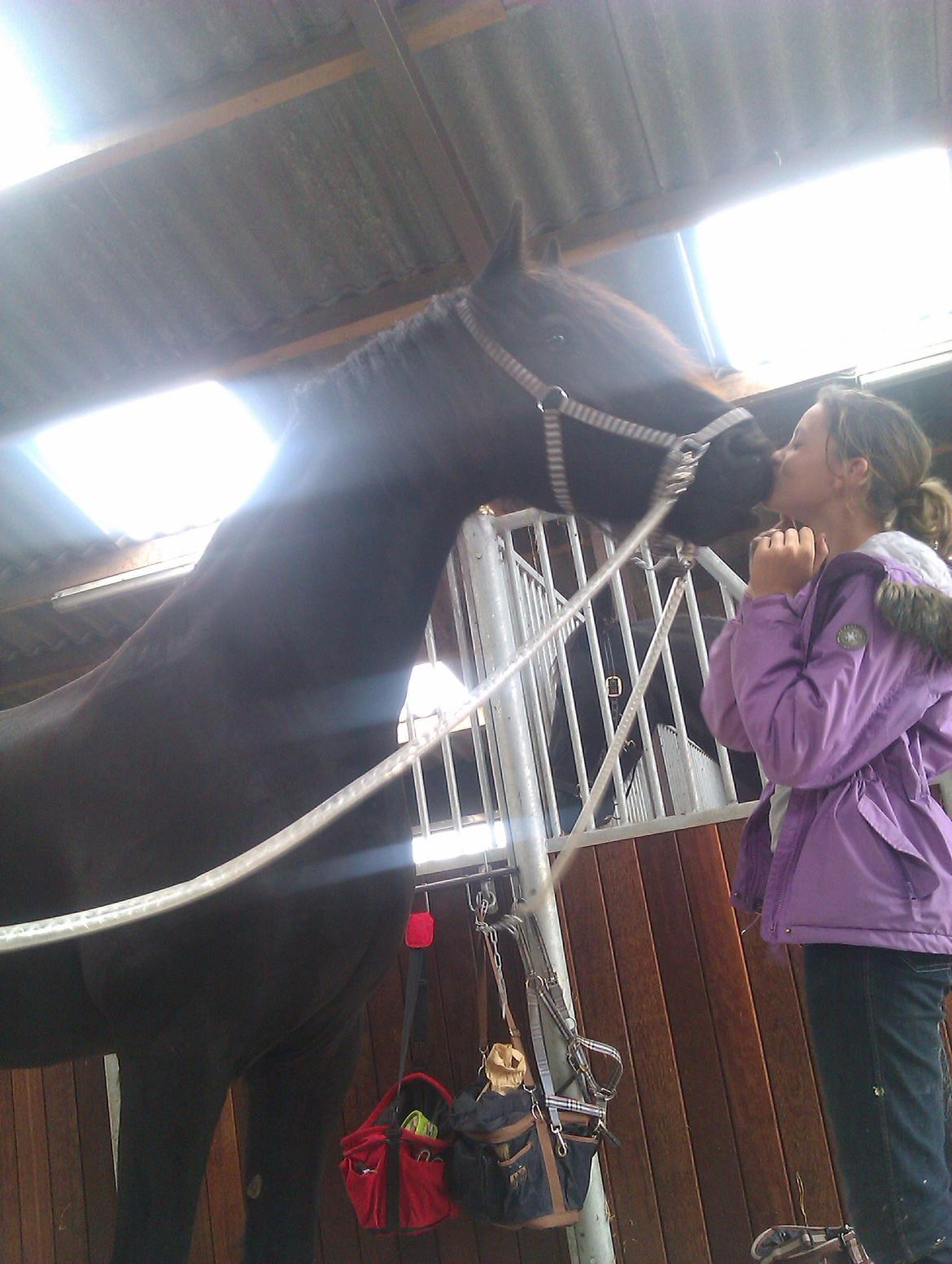 Frieser Hotse Fan It Hiem billede 12