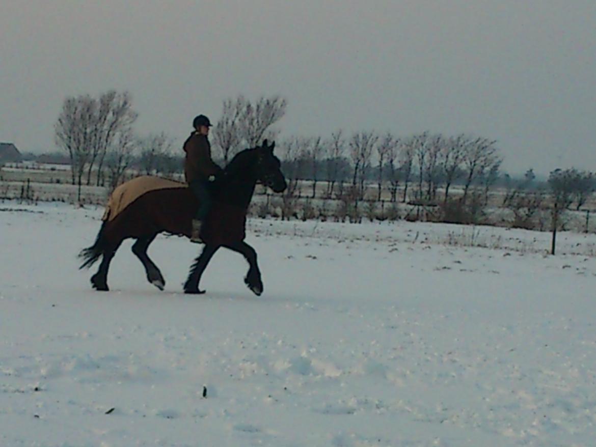 Frieser Hotse Fan It Hiem billede 17